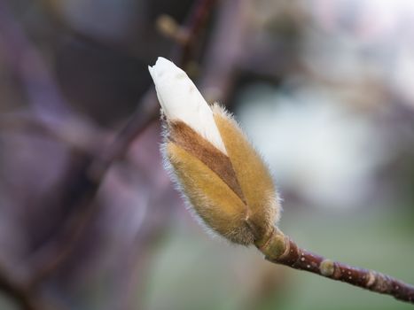 Magnolia flower bud. Natural spring background with beautiful white flower.