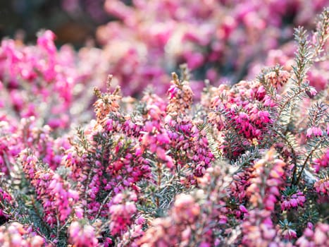 Blooming Calluna vulgaris, known as common heather, ling, or simply heather. Natural spring background with sun shining through pink beautiful flowers.