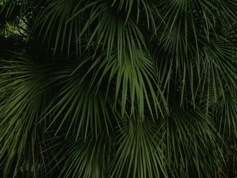 Natural background with palm tree leaves. Dark toned photo of tropical tree foliage.