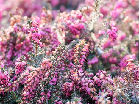 Blooming Calluna vulgaris, known as common heather, ling, or simply heather. Natural spring background with sun shining through pink beautiful flowers.