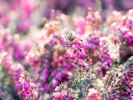 Blooming Calluna vulgaris, known as common heather, ling, or simply heather. Natural spring background with sun shining through pink beautiful flowers.