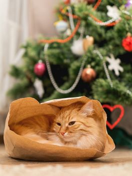 Cute ginger cat is hiding in craft paper bag. Fluffy pet in wrapping paper under the Christmas tree. Cozy home with decorations for New Year celebration.