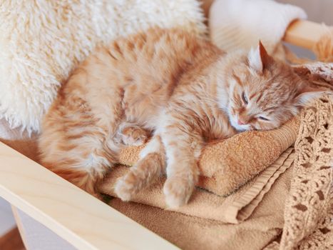 Cute ginger cat sleeping on pile of clothes. Fluffy pet mimics the color of textile.