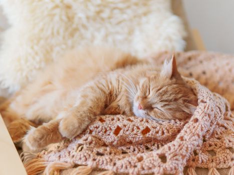 Cute ginger cat sleeping on pile of clothes. Fluffy pet mimics the color of textile.