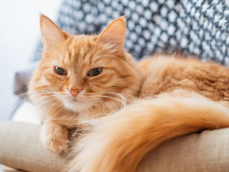 Cute ginger cat is lying on beige chair. Pile of crumpled clothes behind fluffy pet.