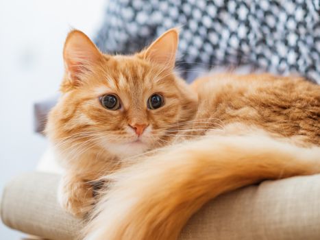 Cute ginger cat is lying on beige chair. Pile of crumpled clothes behind fluffy pet.