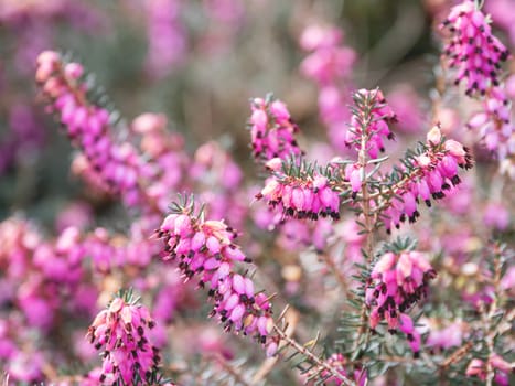 Blooming Calluna vulgaris, known as common heather, ling, or simply heather. Natural spring background with sun shining through pink beautiful flowers.