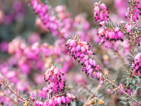 Blooming Calluna vulgaris, known as common heather, ling, or simply heather. Natural spring background with sun shining through pink beautiful flowers.