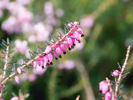 Blooming Calluna vulgaris, known as common heather, ling, or simply heather. Natural spring background with sun shining through pink beautiful flowers.