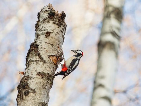 Great spotted woodpecker or Dendrocopos major. Bright bird on birch tree.