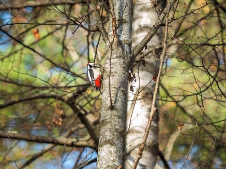 Great spotted woodpecker or Dendrocopos major. Bright bird on birch tree.