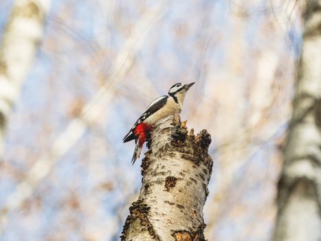 Great spotted woodpecker or Dendrocopos major. Bright bird on birch tree.