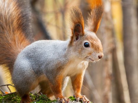 Cute squirrel sitting on birch tree. Wild curious rodent is staring in camera. Autumn forest background.