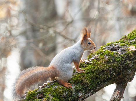 Cute squirrel sitting on birch tree. Wild curious rodent is staring in camera. Autumn forest background.