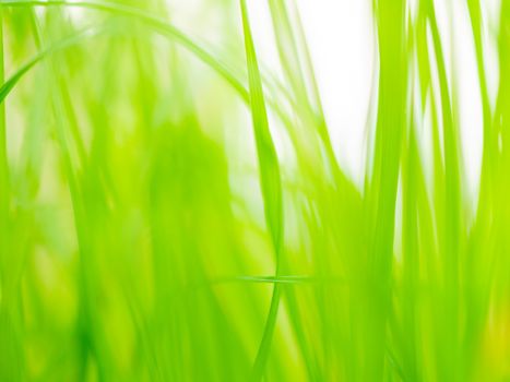 Abstract natural background with fresh spring grass. Green plants and leaves.
