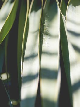 Sun shines on wet palm tree leaves. Tropical tree with fresh green foliage after rain.