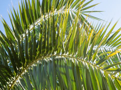 Sun shines on palm tree leaves. Tropical tree with fresh green foliage.