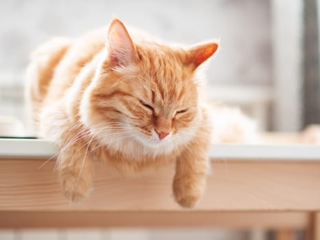 Close up portrait of cute ginger cat. Fluffy pet is sleeping. Domestic kitty sitting on table.