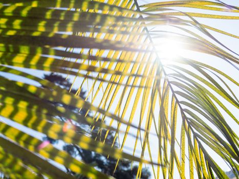 Sun shines on palm tree leaves. Tropical tree with fresh green foliage.