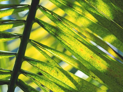 Sun shines through palm tree leaves. Tropical tree with fresh green foliage.