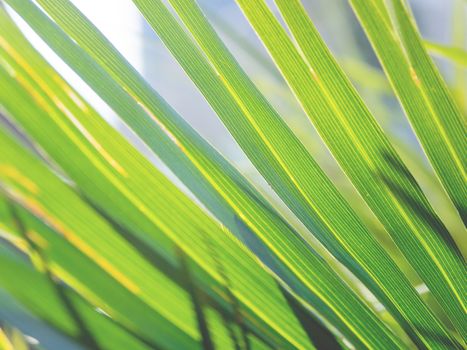 Sun shines through palm tree leaves. Tropical tree with fresh green foliage.