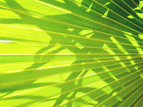 Sun shines through palm tree leaves. Tropical tree with fresh green foliage.