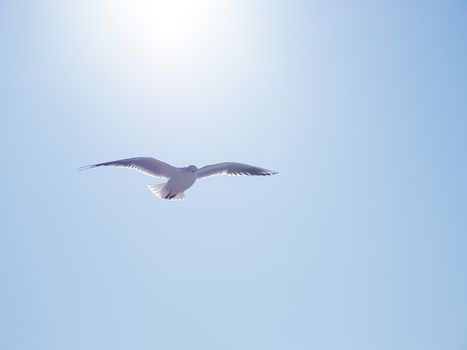 Seagull floats in the air. Bottom view of sea birds against a clear sky and bright sun.