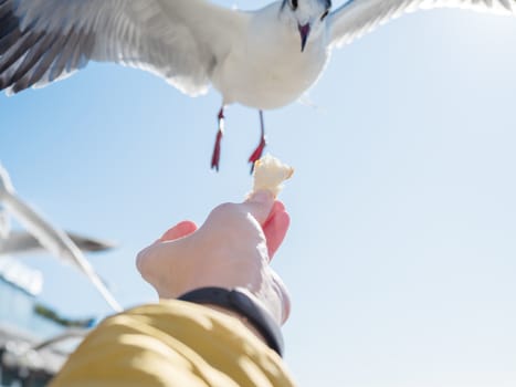 Seagull snatched a piece of bread from the woman's hand. Feeding birds. Bright blue sky on background.