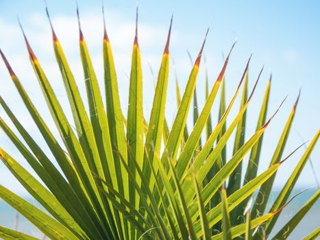 Sun shines through palm tree leaves. Tropical tree with fresh green foliage.