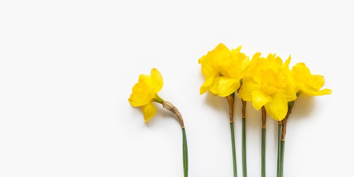 Group of five and one single Narcissus or daffodils. Bright yellow flowers on white background. Banner with copy space.