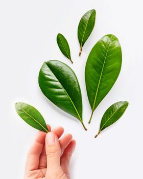 Top view on woman palm hand with fresh green leaves. White background with copy space. Symbol of nature, purity and growth.