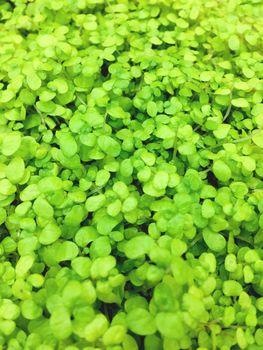 Basil sprouts. Natural background with fresh green leaves.