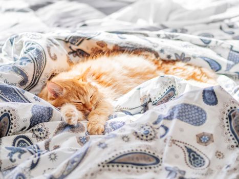 Cute ginger cat sleeping in bed. Fluffy pet in cozy home background.