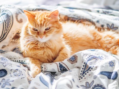 Cute ginger cat lying in bed. Fluffy pet looks curiously. Cozy home background.