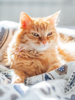 Cute ginger cat lying in bed. Fluffy pet looks curiously. Cozy home background.