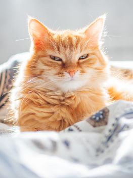 Cute ginger cat lying in bed. Fluffy pet looks curiously. Cozy home background.