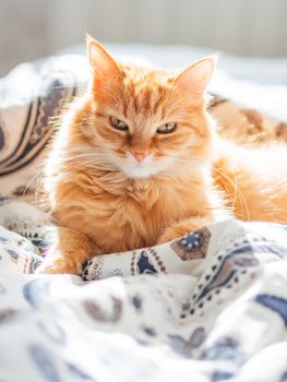 Cute ginger cat lying in bed. Fluffy pet looks curiously. Cozy home background.