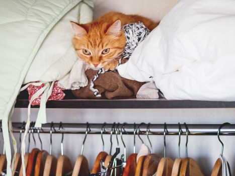 Cute ginger cat sleeps on a pile of clothes. Fluffy pet is dozing on shelf in wardrobe.