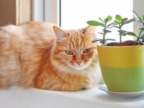 Cute ginger cat is lying on window sill near flower pots with Crassula plant. Fluffy pet is staring curiously. Cozy home with succulent plants.