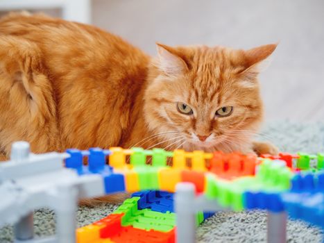 Cute ginger cat lying near toy car track. Fluffy pet in kid room. Cozy home.