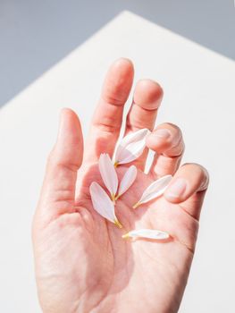 Top view on woman hand with six white chamomile petals. Sunlight and shadows. Symbol of fragility and light.