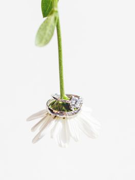 Pair of wedding and engagement rings with diamond on chamomile. Symbol of love and marriage on white flower.