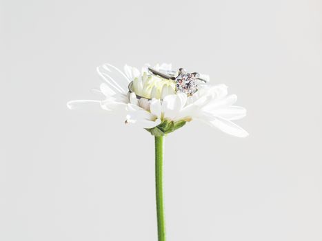 Pair of wedding and engagement rings with diamond on chamomile. Symbol of love and marriage on white flower.