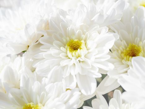 Bouquet of white chrysanthemum. Spring background with flowers.