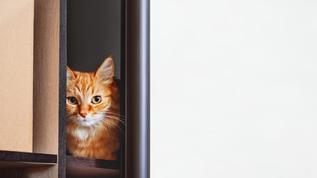 Cute ginger cat is hiding on shelf inside wardrobe. Fluffy pet is staring through half-open door. Curious domestic animal. Background with copy space.