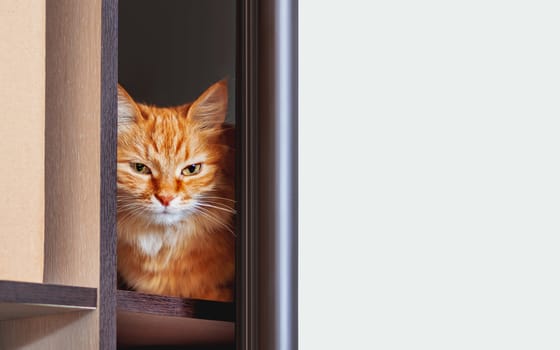 Cute ginger cat is hiding on shelf inside wardrobe. Fluffy pet is staring through half-open door. Curious domestic animal. Background with copy space.