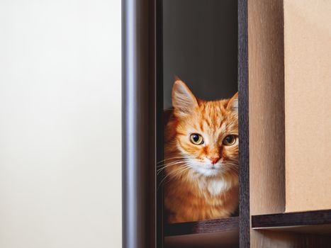Cute ginger cat is hiding on shelf inside wardrobe. Fluffy pet is staring through half-open door. Curious domestic animal.