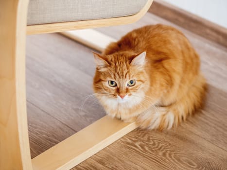Cute ginger cat is hiding under chair with wooden legs. Fluffy pet is staring from floor. Curious domestic animal.