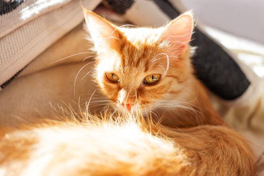Cute ginger cat lying in bed. Fluffy pet with sleepy expression on face. Sunny morning in cozy home.