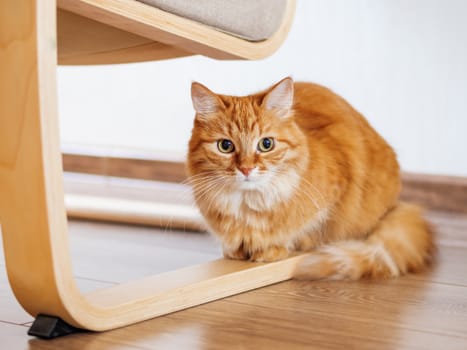 Cute ginger cat is hiding under chair with wooden legs. Fluffy pet is staring from floor. Curious domestic animal.